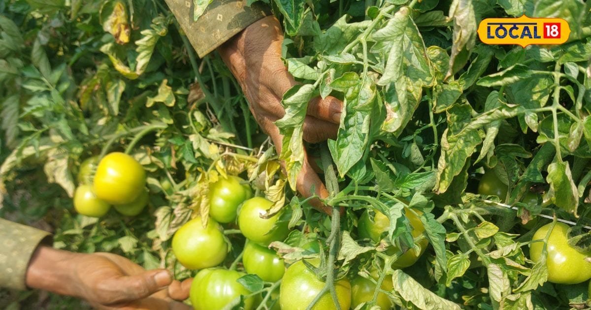 Farming Tips: टमाटर के फल फटने से गिर रहा दाम? अपनाएं ये उपाय, चमक बढ़ेगी, मार्केट में मिलेगी अच्छी कीमत