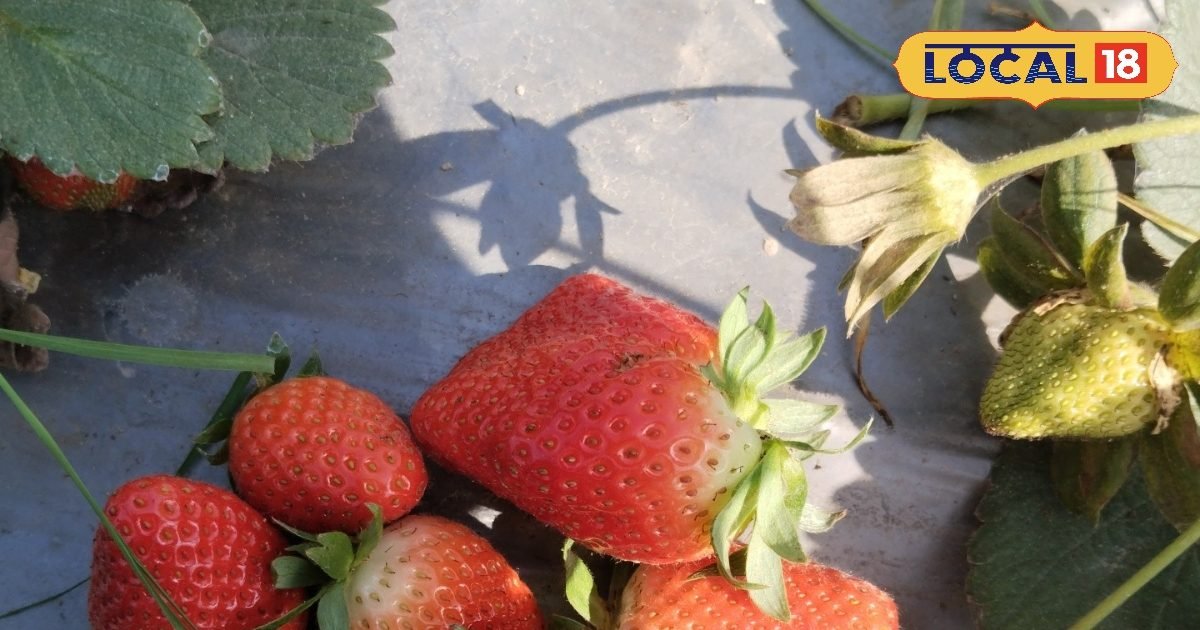सर्दियों में स्ट्रॉबेरी की खेती करते समय बरतें ये सावधानियां, पौधे और प्रोडक्शन दोनों ही होंगे बढ़िया, अपनाएं कमाल के टिप्स