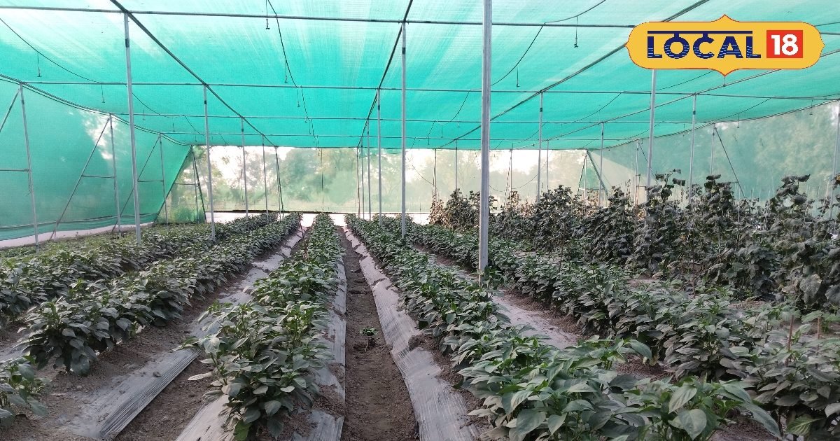 कोहरा कर रहा है पौधों को बर्बाद? अपनाएं ये 5 देसी अचूक उपाय, ठंड में आएगी फूलों की बहार