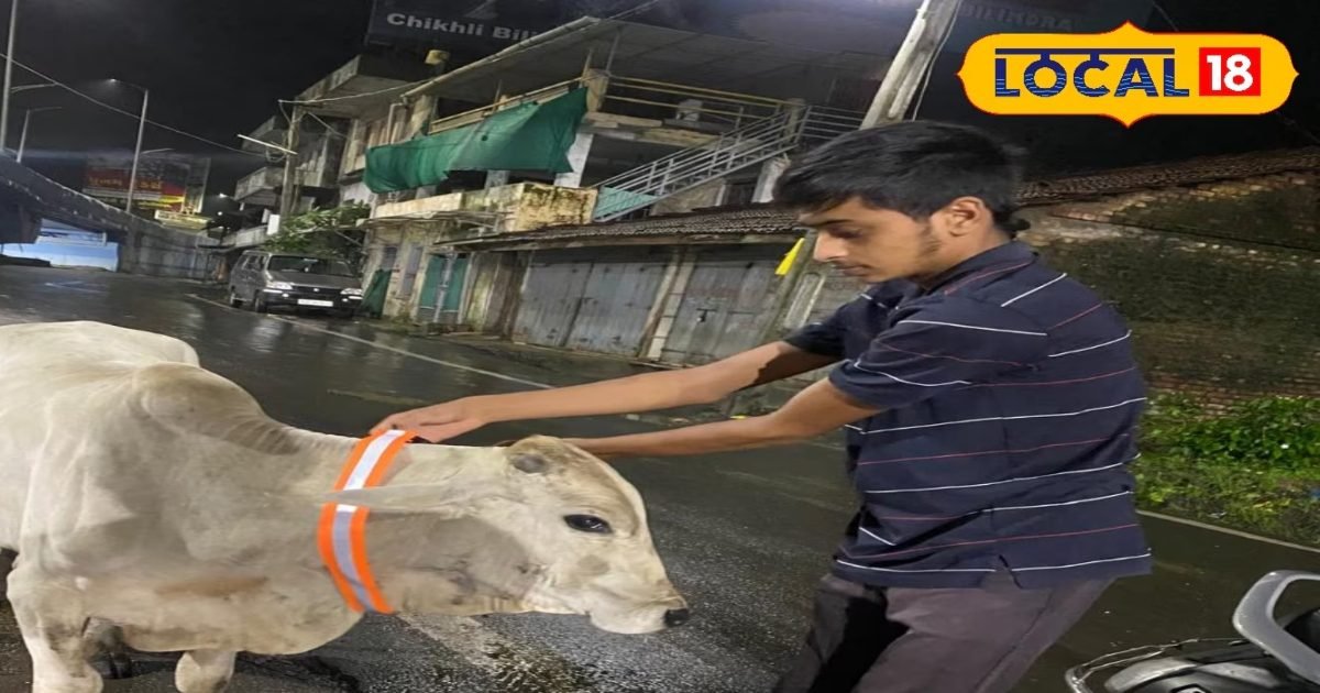 नवसारी के युवाओं ने सड़क हादसे से बचाने के लिए किया कमाल…बचाई कई पशुओं की जान