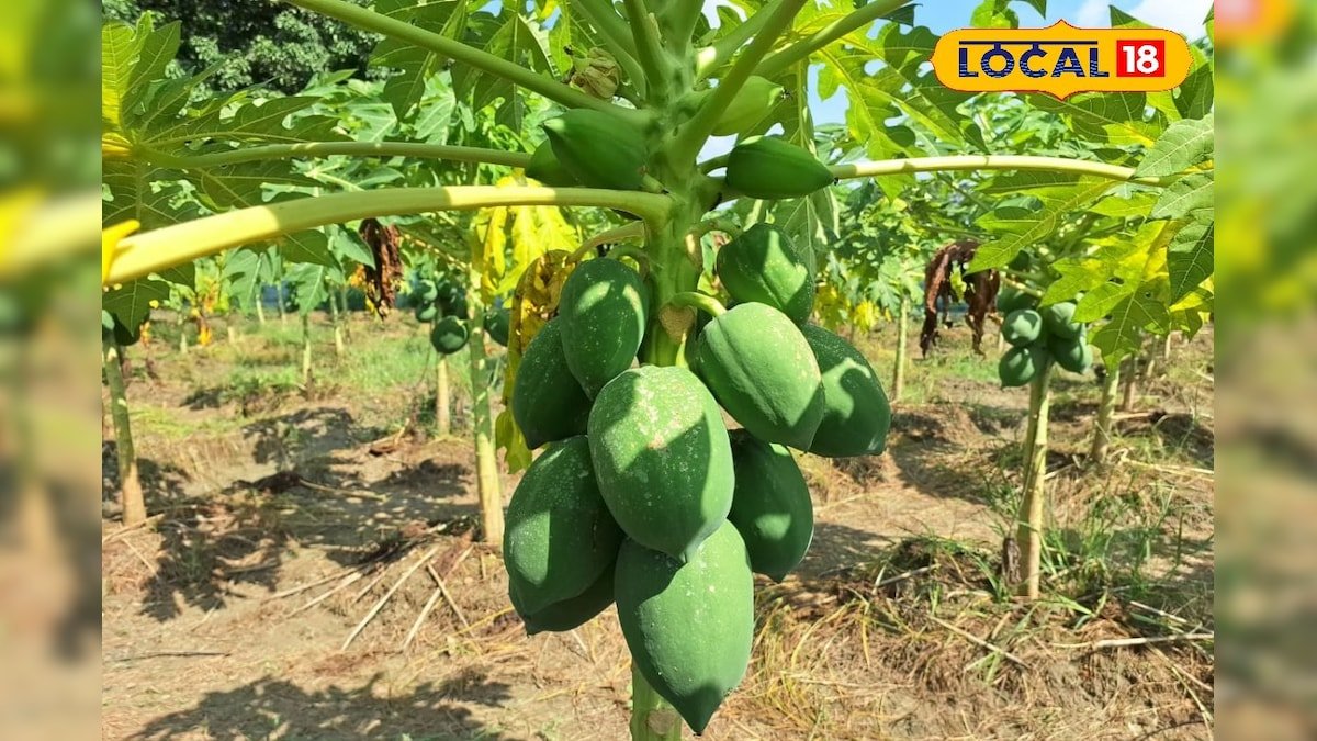 Hybrid Papaya Cultivation: एक पौधा 8 रुपये का और एक पेड़ से 70 किलो फलन, पपीता की ये किस्म बना देगी मालामाल