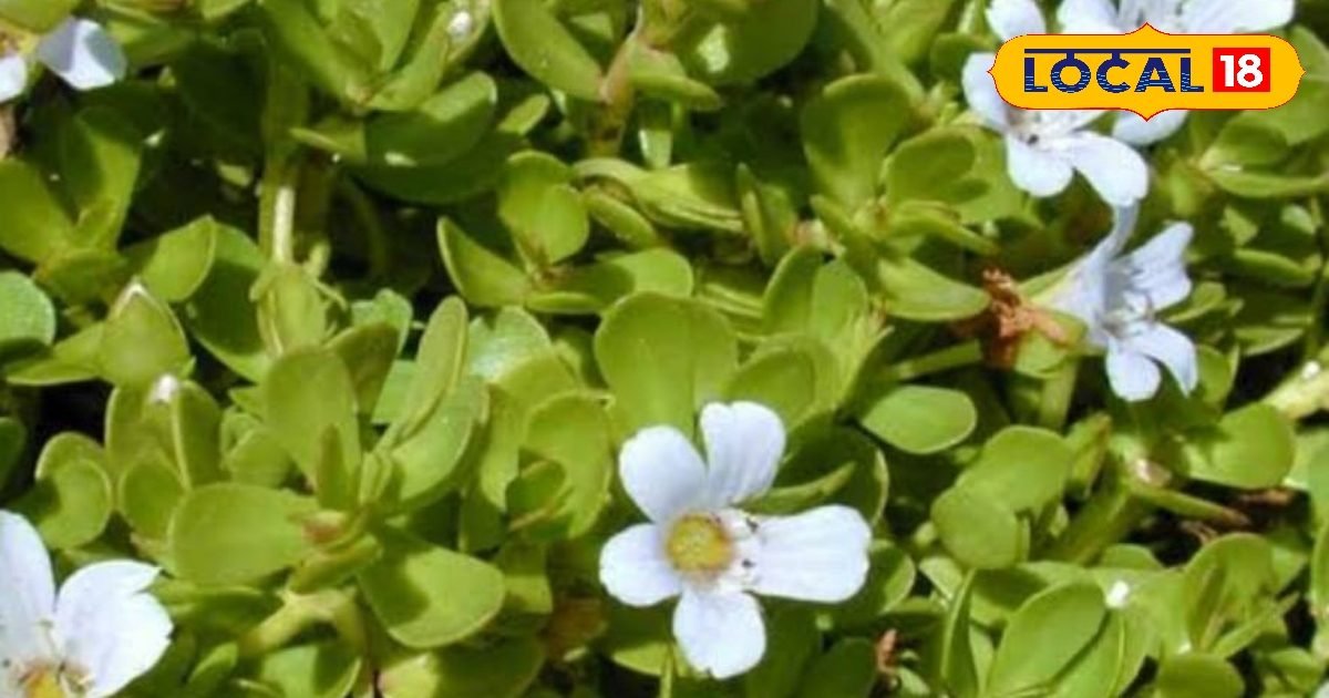 तनाव कम करने वाली जड़ी-बूटी, आपके मूड और माइंड को बनाए स्वस्थ, जानिए फायदे