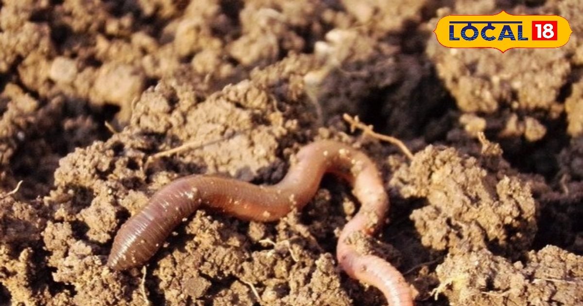 न मशीन, न फैक्ट्री… फिर भी लाखों की कमाई, जानिए पूरा तरीका