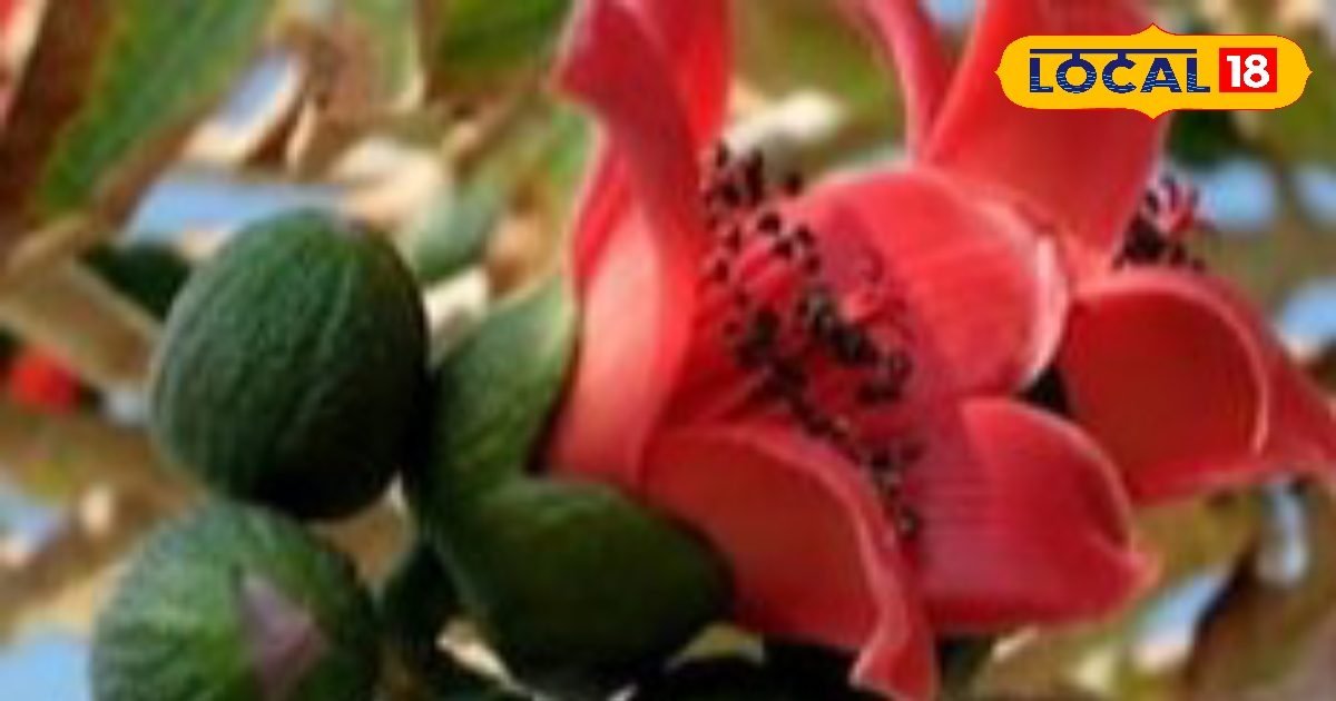 महिलाओं के लिए वरदान से कम नहीं हैं सेमल के फूल! पीरियड्स से लेकर कमजोरी तक में फायदेमंद