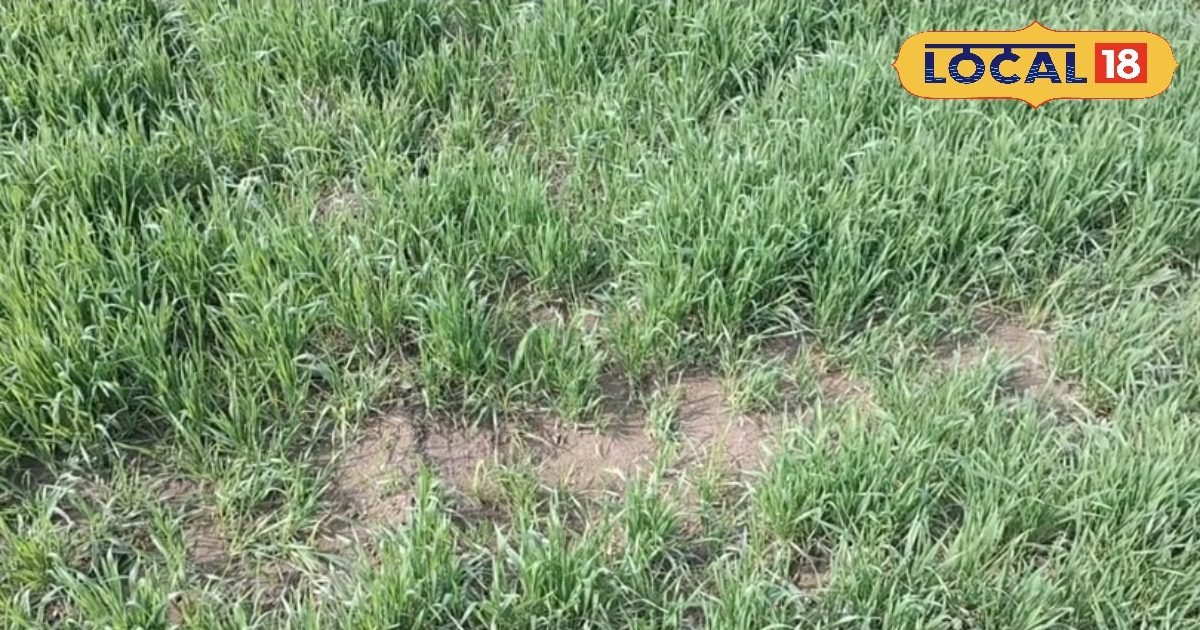 Farming Tips: अगेती गेहूं की दूसरी सिंचाई के समय जरूर बरतें ये सावधानियां, दाना बनेगा मोटा, पैदावार होगी अच्छी