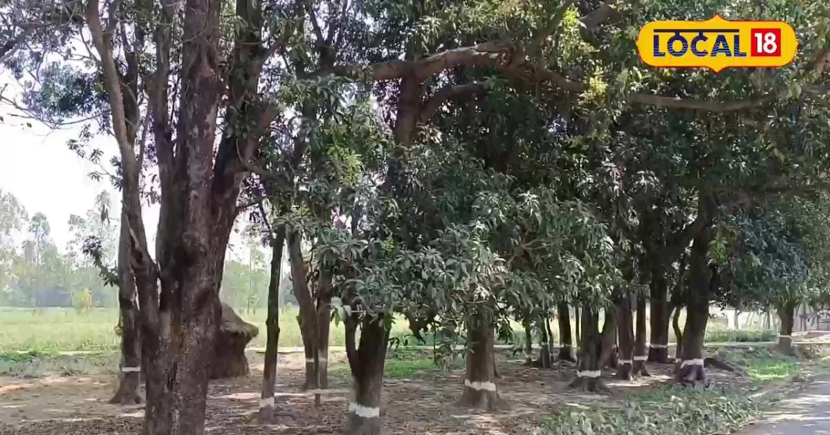 आम के पेड़ों से फल गिरने की समस्या से हैं परेशान, तो अपनाएं ये आसान उपाय