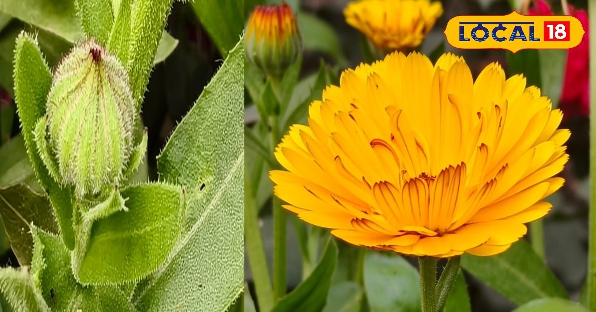 गोल्डन फ्लावर क्यों बनता है हर गार्डन का सितारा? जानिए कारण