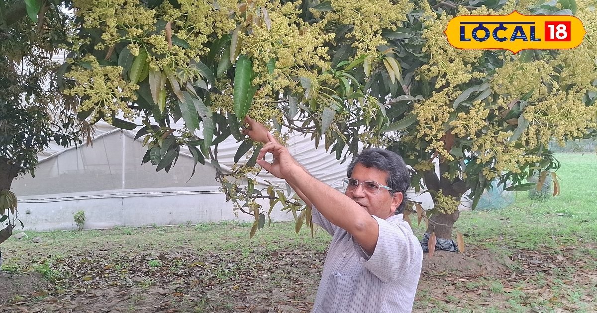 आम की अच्छी पैदावार के लिए अपनाएं ये उपाय, बौर नहीं झड़ेंगे और पेड़ फल से लदेंगे