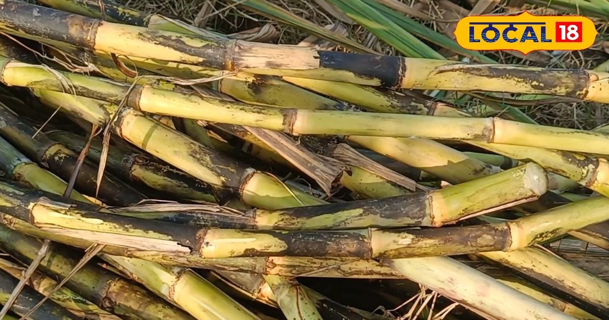 गन्ने में आखिर कैसे आती है मिठास? एक्सपर्ट से जानिए इसके पीछे छुपा साइंस
