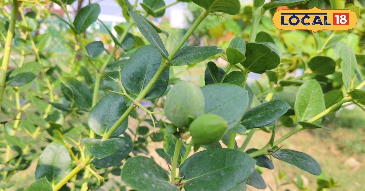 घर के गार्डन को बनाना है हेल्दी और खूबसूरत, तो लगाएं मीठा करौंदा का पौधा