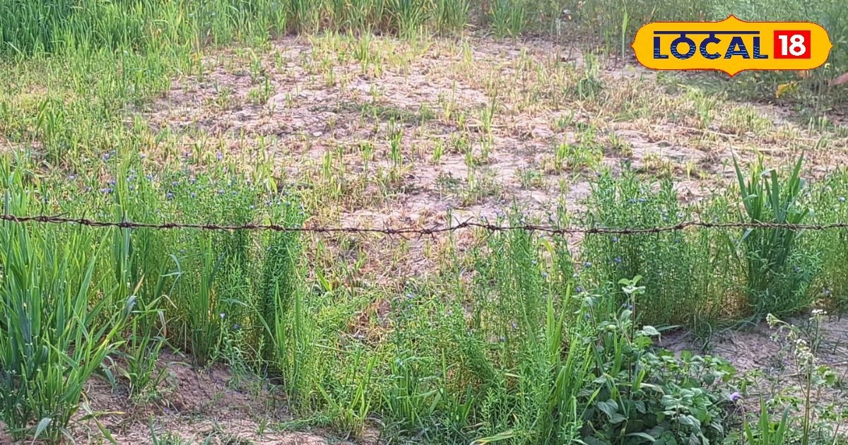 खेती में बढ़ानी है पैदावार, तो फसल बोने से पहले कराएं ये जरूरी जांच