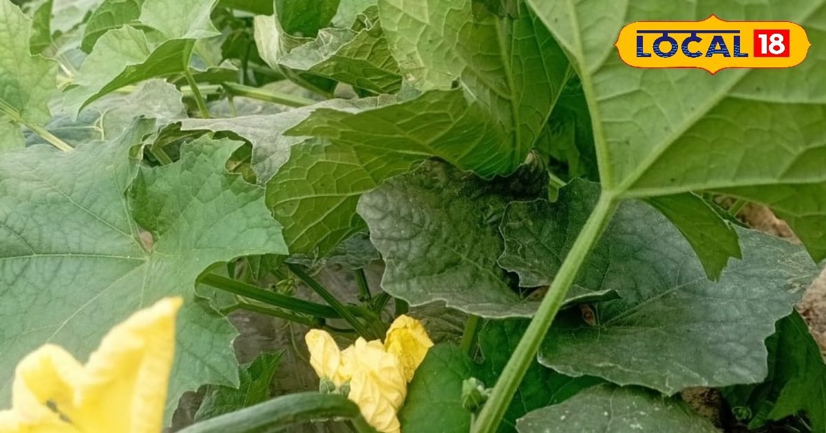 सिर्फ 50 दिन में तैयार! पूसा सुप्रिया किस्म से किसान ले सकते हैं बंपर पैदावार