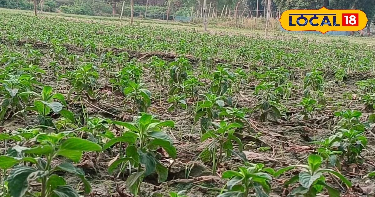 गेहूं काटने के बाद खाली पड़े खेतों में लगा दें मेंथा, कृषि एक्सपर्ट से जानें तरीका