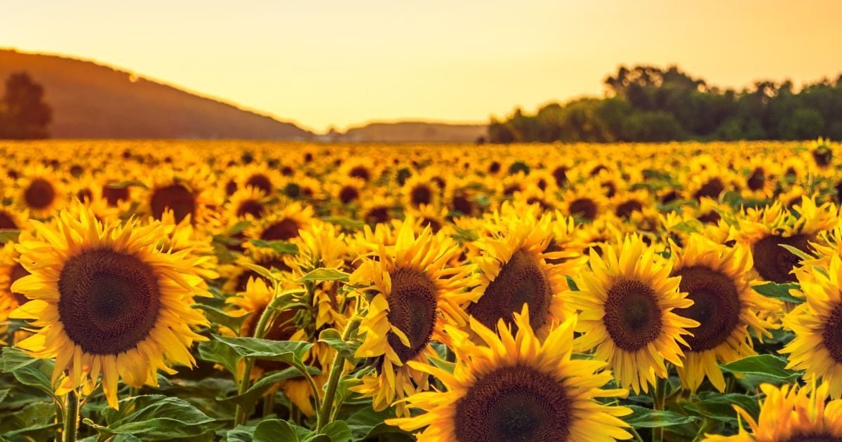 कम लागत, तगड़ा मुनाफा! किसान भाई सूरजमुखी की खेती से करें 3 गुना तक कमाई, एक्सपर्ट से जानिए पूरा फॉर्मूला