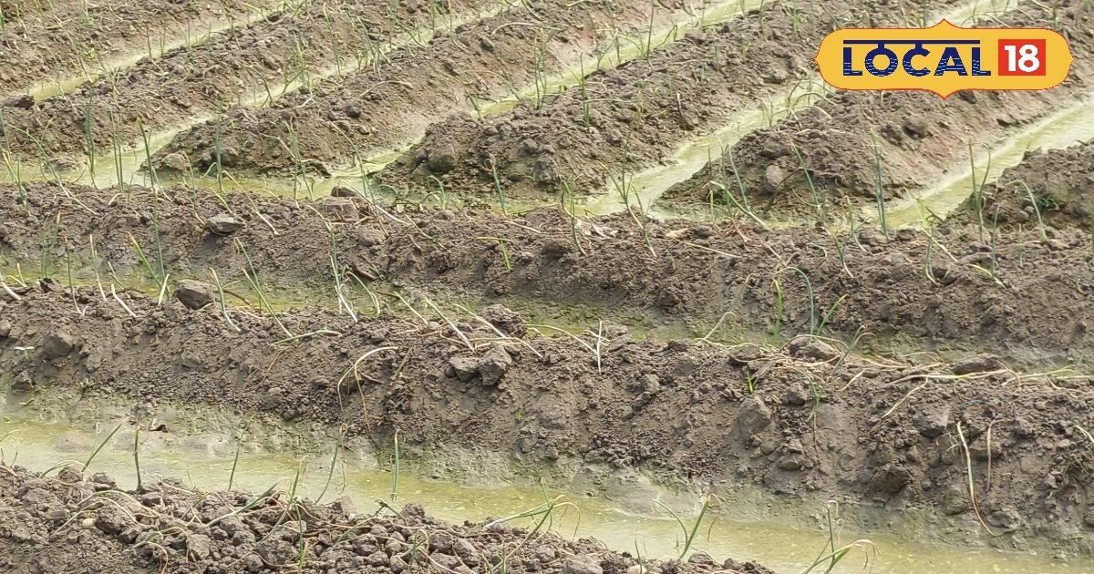 मेड़ बनाकर करें प्याज की खेती, एक हेक्टेयर में 30 हजार की लागत से 100 दिन में कमाएं 2 लाख