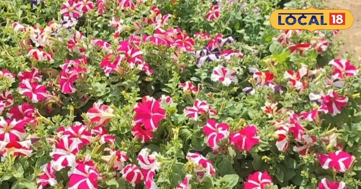 कम लागत में शुरू किया पौधों की नर्सरी का बिजनेस, रामू महीने का कमा रहे 50 हजार