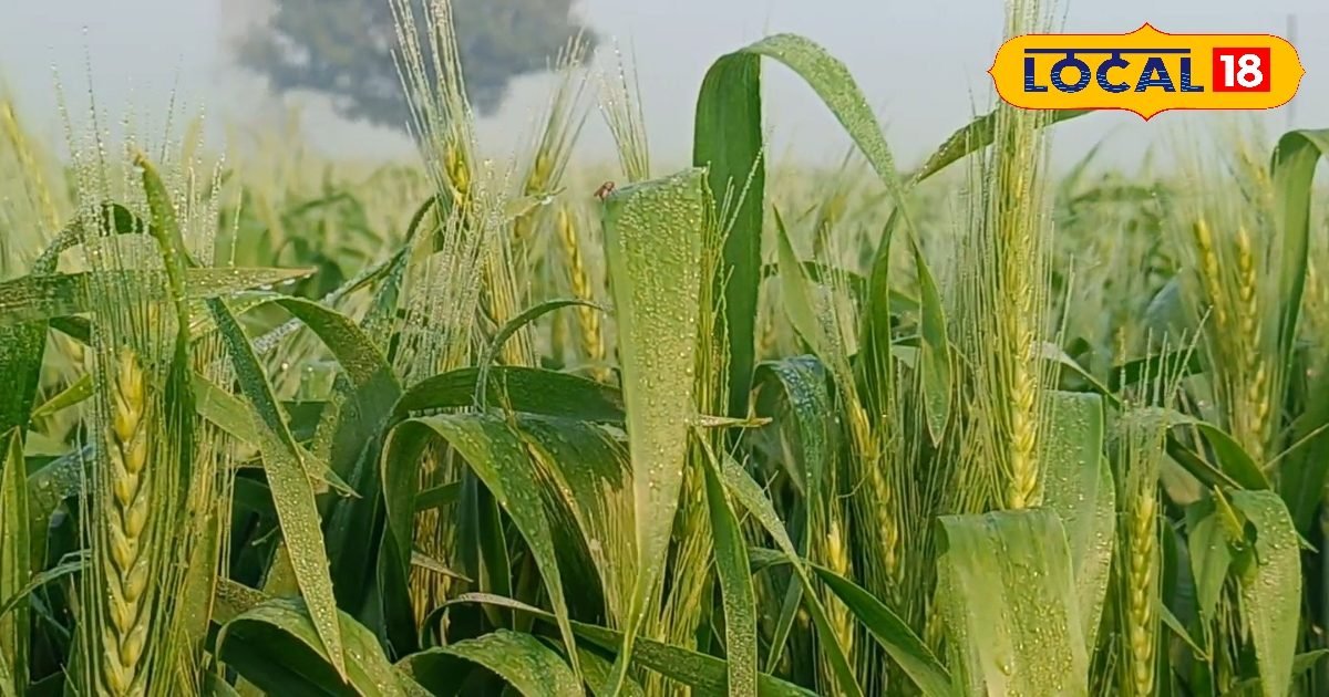 दाना होगा मोटा, वजन भी दमदार! बस गेहूं की फसल पकने से पहले कर दें ये एक छिड़काव