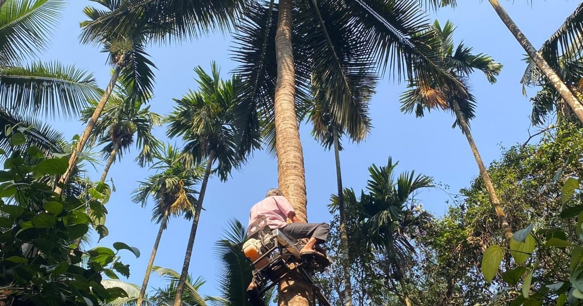 ‘बाइक’ से ऊंचे-ऊंचे पेड़ पर चढ़ता है ये 51 साल का शख्स, घूमता है 360 डिग्री, आनंद महिंद्रा भी फैन