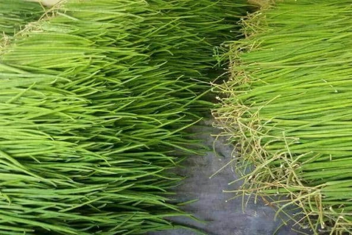 ₹10 हजार लगाकर शुरू करें ये काम, हर महीने होगी ₹2 लाख से अधिक की कमाई, जानें क्या करना होगा?