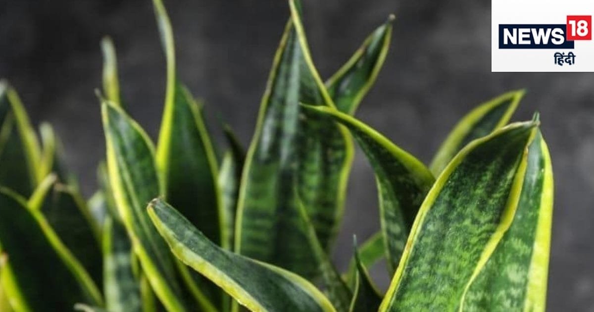 गर्मी में जादू है ये पौधा, घटा देगा घर का तापमान, उमस का है दुश्‍मन, एक बार लगाकर कई साल के लिए हो जाएं फ्री