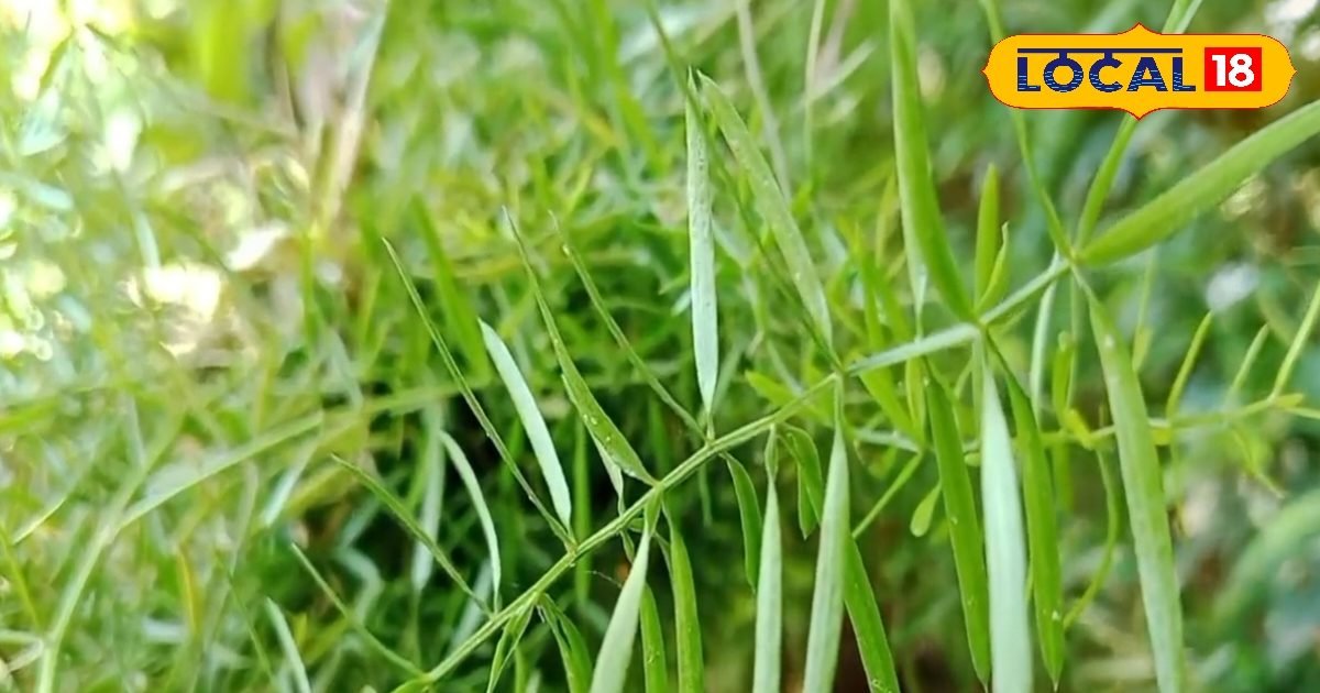 महिलाओं के लिए अमृत समान है ये पौधा, सिर्फ एक बार लगाएं, सालों साल पाएं अनगिनत फायदे