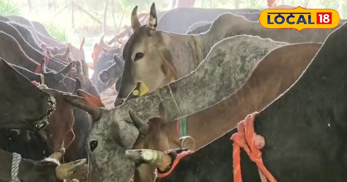 बीमार होने से पहले पशुओं में दिखते हैं ये लक्षण, इन तरीकों से करें पहचान