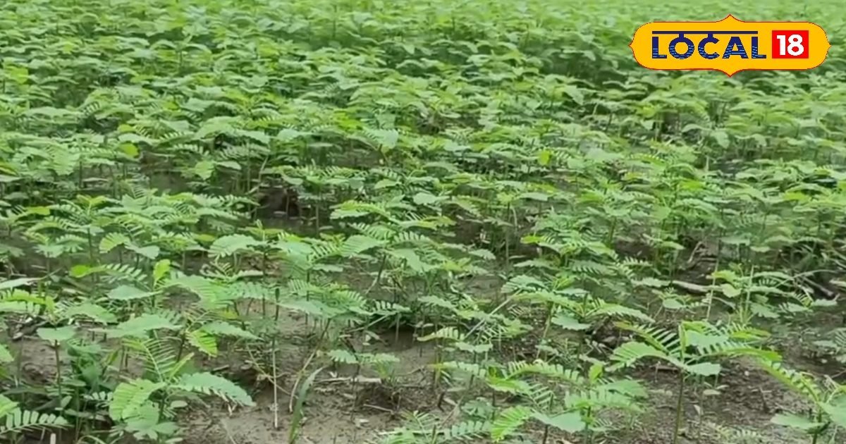 ढैंचा सिर्फ हरी खाद नहीं, इसका बीज 225 रुपये किलो, इस विधि से किसान छाप सकते हैं नोट