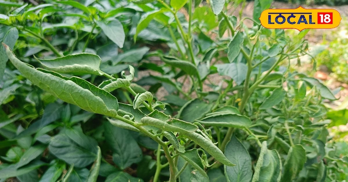 टमाटर के पीछे पड़ा लीफ कर्ल वायरस? फल रह जाएंगे छोटे-बेस्वाद, तुरंत करें ये काम