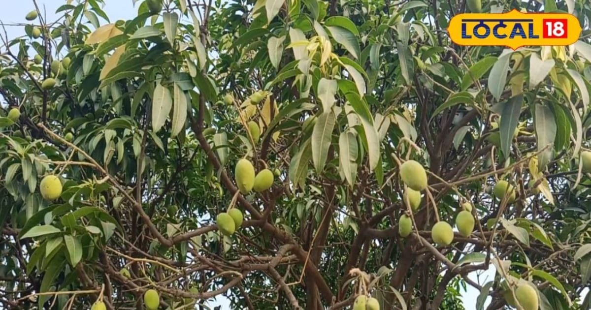 आम के फल हो रहे काले और सख्त, हो सकती है ये कमी, 6 ग्राम सोडा-बोरॉन घोल से बचाएं फसल