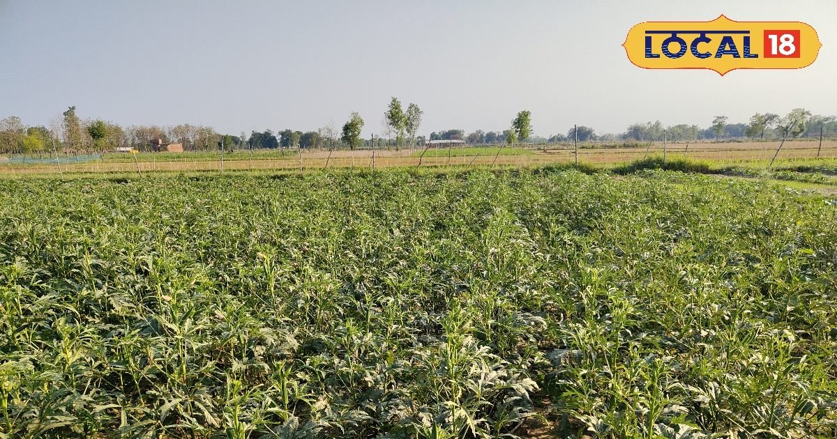 Agriculture Tips: बेड विधि से भिंडी की खेती कर रहा गोंडा का युवा किसान, कमा रहा मुनाफा