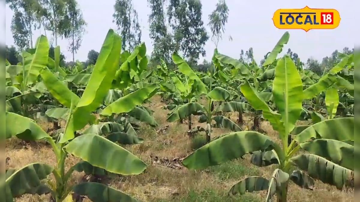 केले की खेती का हब बने अमेठी के दर्जनो गांव, युवाओं ने इसे बनाया व्यवसाय का जरिया