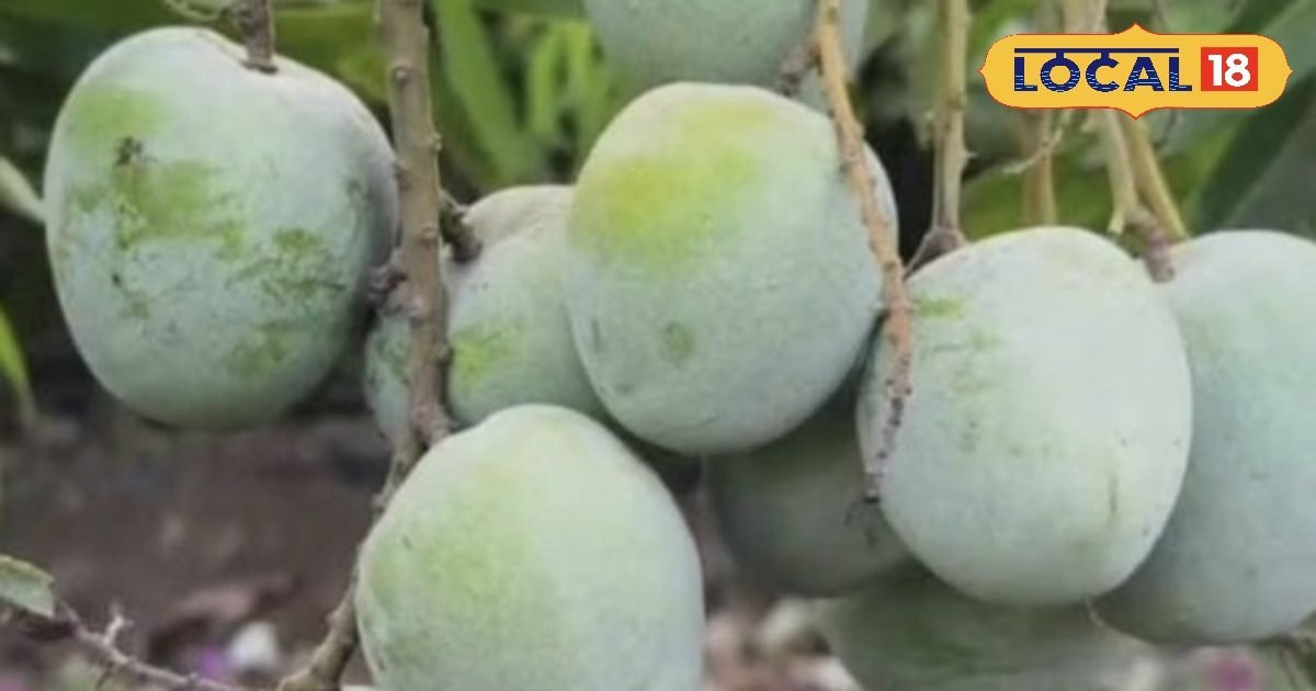 आम की दुनिया का सुपरस्टार है सिंधु आम, छोटी गुठली में मिलता है गजब का स्वाद