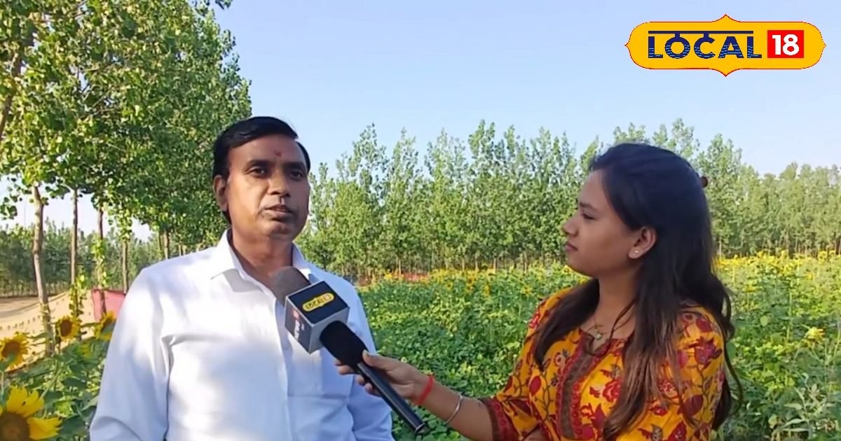एक खेत, तीन फसलें, यूकेलिप्टस के बीच मूंग और सूरजमुखी, किसान कमा रहा लाखों में मुनाफा
