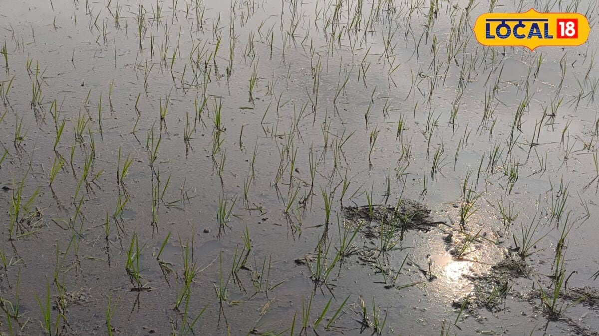 धान रोपाई के 24 घंटे बाद कर लें ये काम…नहीं उगेगा खरपतवार, कृषि एक्सपर्ट ने बताई ट्रिक