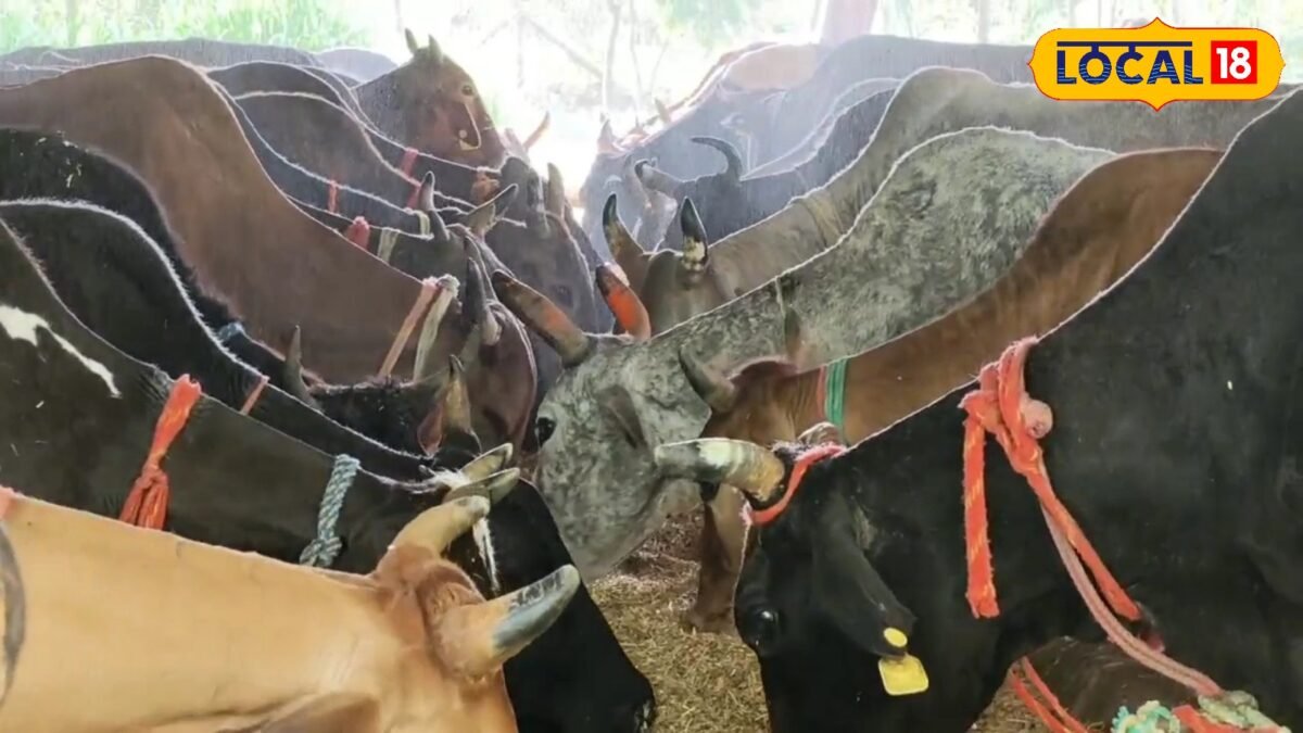 मृत गायों को नहीं दफनाया जाएगा, अब इलेक्ट्रॉनिक मशीन से होगा अंतिम संस्कार