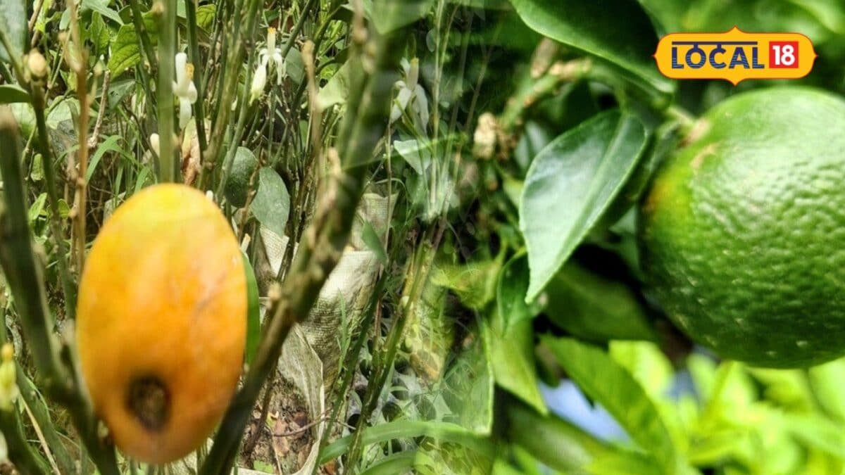 न संतरा और न मौसमी फल, ये है कमाल का नींबू, गमले में लगाएंगे तो भर जाएगी डालियां