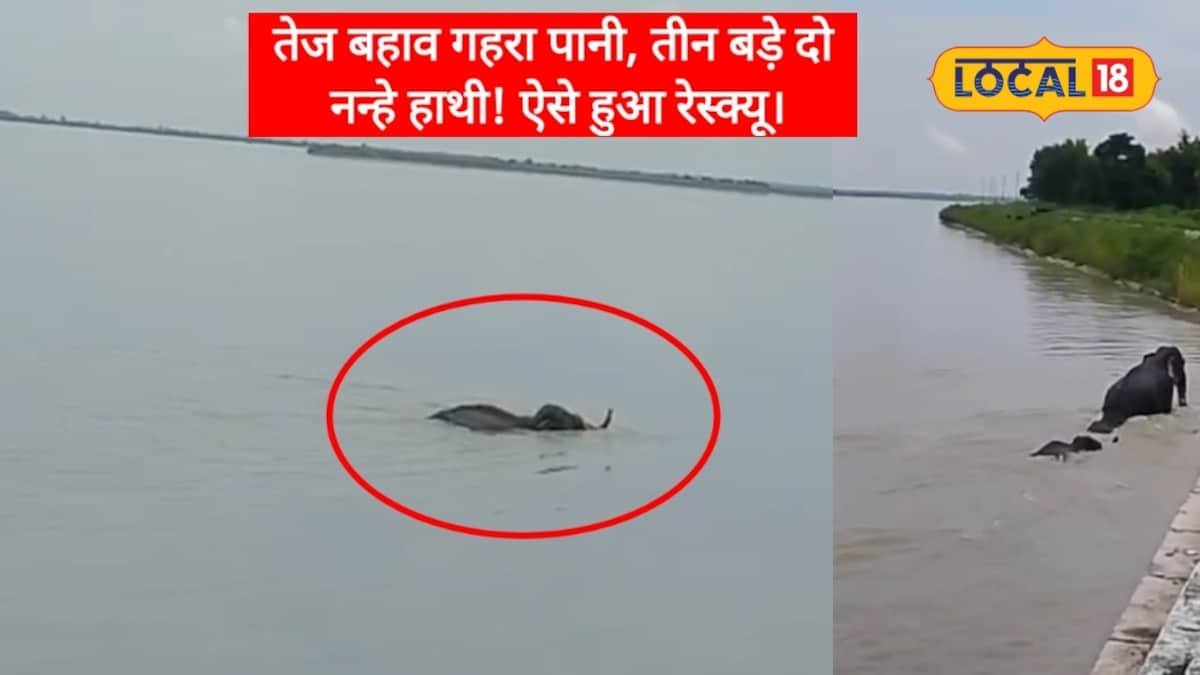 बहराइचः गेरुआ नदी के तेज बहाव गहरे पानी में फंसा हाथियों का कुनबा, ऐसे बंची जान