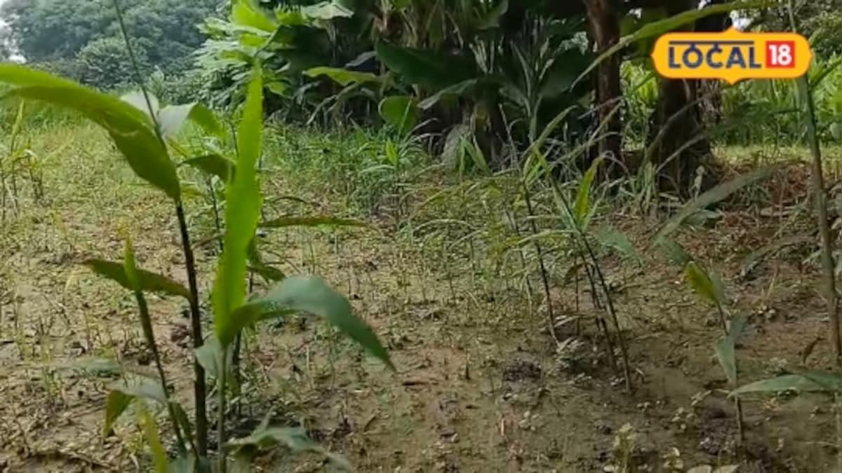 1 चीज में 2-2 फ्लेवर…अदरक देगा नींबू का स्वाद, मुरादाबाद में उगाया जा रहा