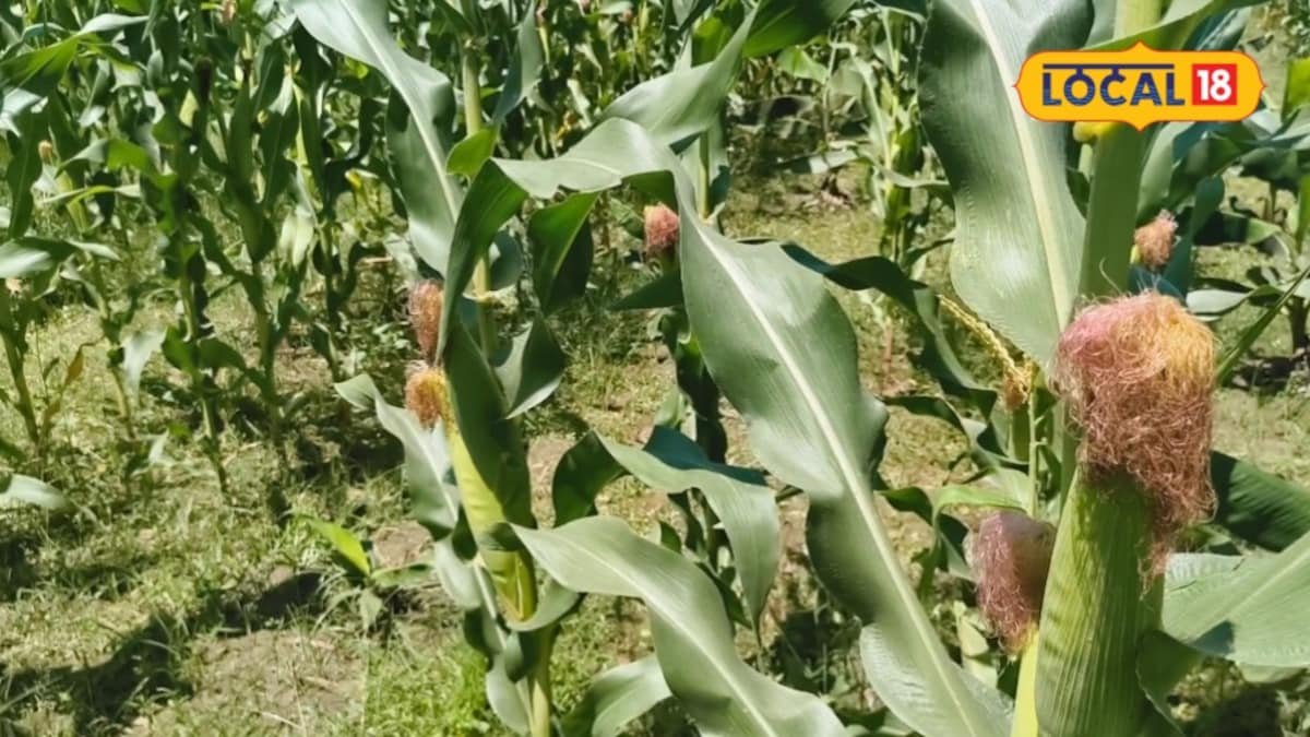Agriculture: कैसे 1 एकड़ में मक्का उगाकर किसान कमा रहे ₹80 से ₹90 हजार तक मुनाफा?