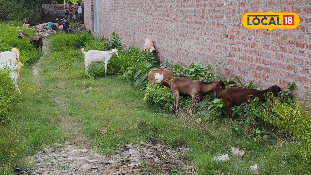 बरबरी या जमुनापारी, गोंडा के लिए किस बकरी का पालन बेस्ट? आप न करना ये गलती