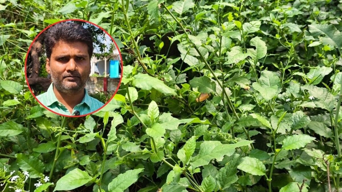 पेट खराब हो या नहीं लगती हो भूख, काम आएगी चित्रक की जड़, गोंडा के वैद्य से जानिए
