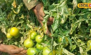 Farming Tips: टमाटर के फल फटने से गिर रहा दाम? अपनाएं ये उपाय, चमक बढ़ेगी, मार्केट में मिलेगी अच्छी कीमत