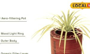 ब्रीदिंग रूट्स टेक्नोलॉजी का कमाल, पल भर में यह पौधा हवा को कर देगा शुद्ध 