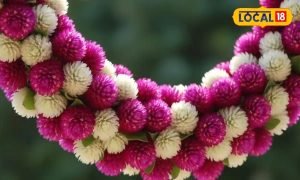 ये है भगवान कृष्ण का प्रिय फूल, मुरली जैसा दिखता और बदलता है रंग!