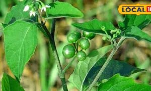 लाल, पीले दानों वाला ये ‘जादुई’ पौधा… बना देगा 55 की उम्र में 18 जैसा! किडनी, पाइल्स, पीलिया में भी कारगर
