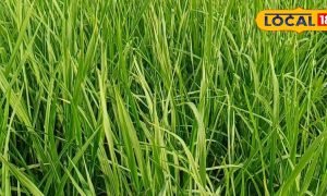 ऐसे करें धान की फसलों में कीटनाशकों की पहचान, मिलेगी बंपर पैदावार
