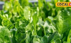 सर्दियों में सुपरफूड हैं ये सब्जियां, सेवन करने से ठंड भागेगी कोसों दूर, गमले में ही आसानी से ऐसे उगाएं