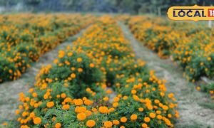 सिर्फ 2 बीघा से तगड़ी कमाई! गोंडा के इस किसान ने फूलों से बना डाला लाखों का बिजनेस, खूब आ रही डिमांड