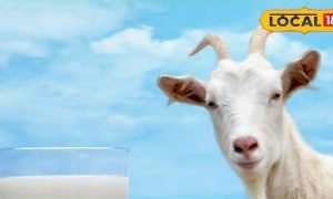 चमत्कारिक फायदों से भरपूर है बकरी का दूध, इन बीमारियों में करें सेवन, जानिए पीने का सही तरीका