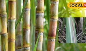 नमी, पानी, और फंगस की तिकड़ी! ठंड में बर्बाद कर देगी गन्ने की फसल, तुरंत करें तांबे वाला ये उपाय